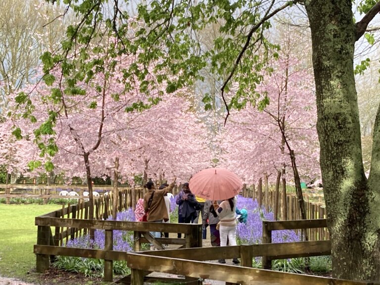 Cherry festival parking reviewed Cambridge News