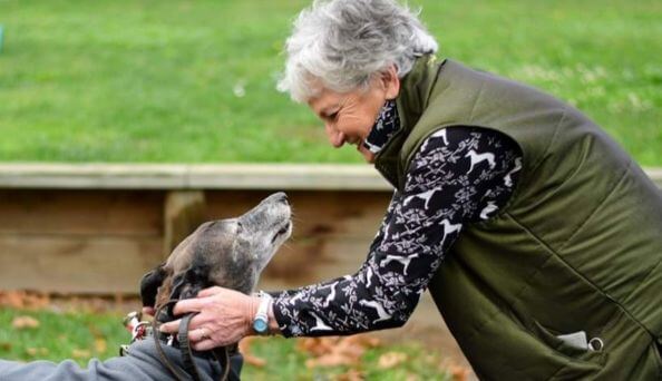 Greyhound adoption day planned