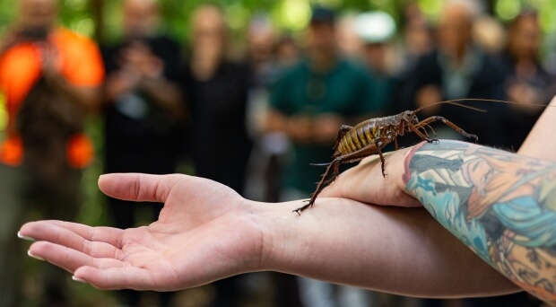 Wētā find sanctuary - Cambridge News